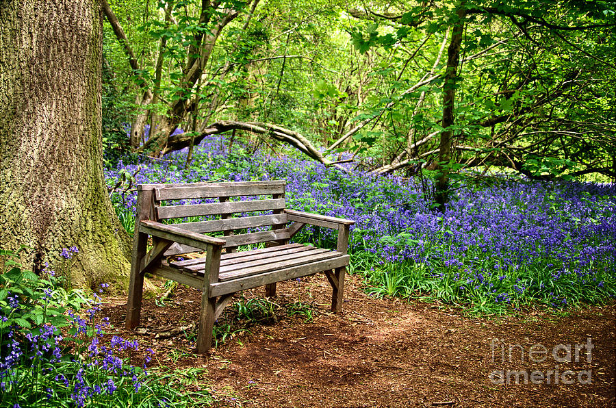 Seat in the bluebell woodland Photograph by Steev Stamford