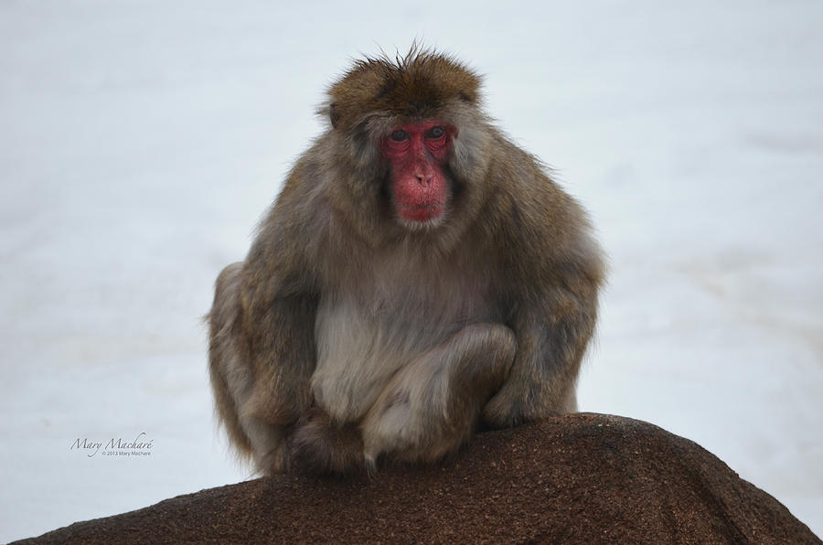 Seated Macaque Snow Monkey Photograph by Mary Machare