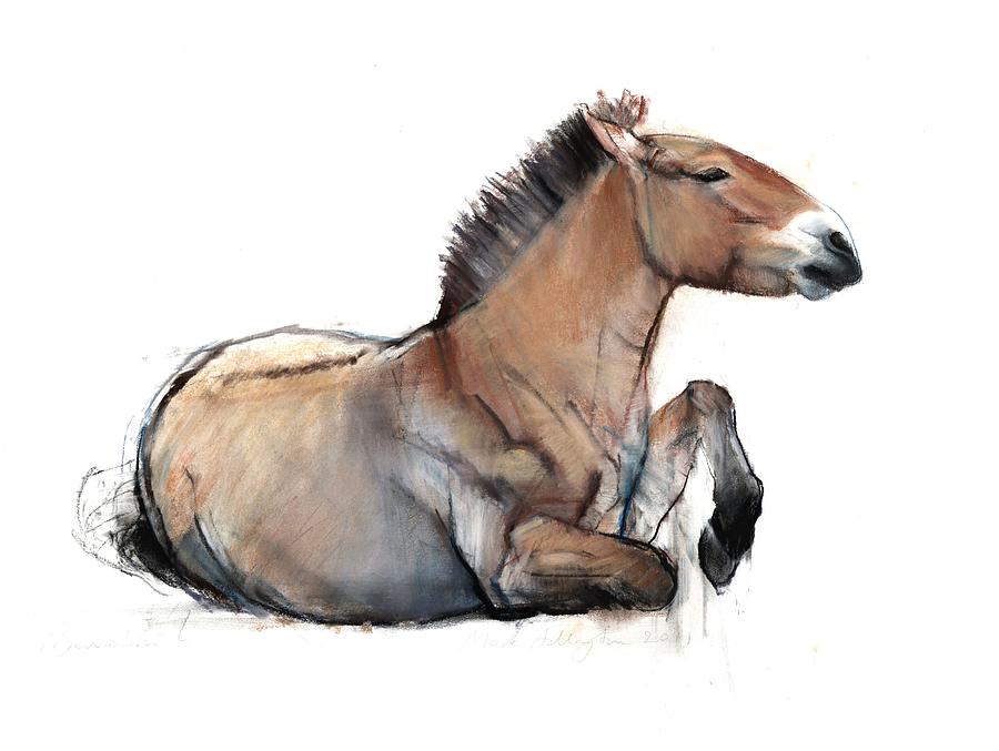 Horse Photograph - Seated Przewalski, 2011, Charcoal, Conté And Pastel On Paper by Mark Adlington
