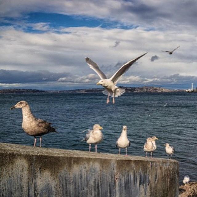 Seattle Photograph - #seattle #rx1 #seagulls by Ron Greer