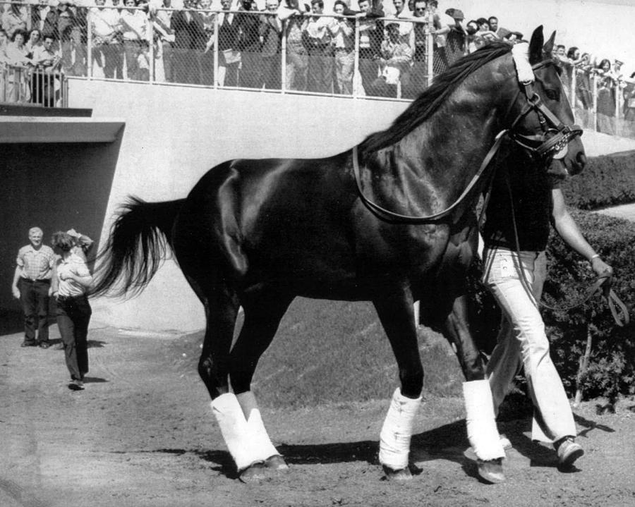 Seattle Slew Horse Racing #09 Photograph by Retro Images Archive