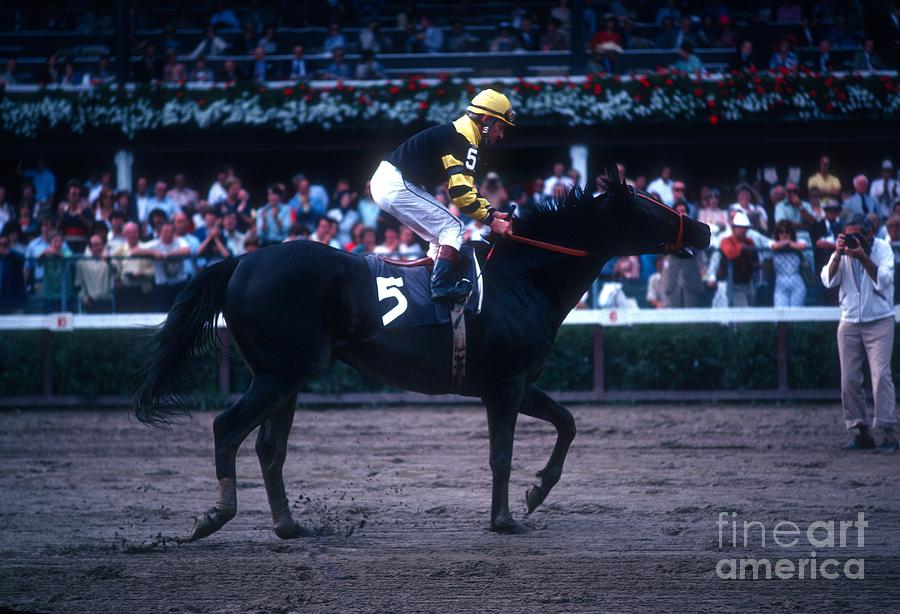 Seattle Slew  Photograph by Marc Bittan