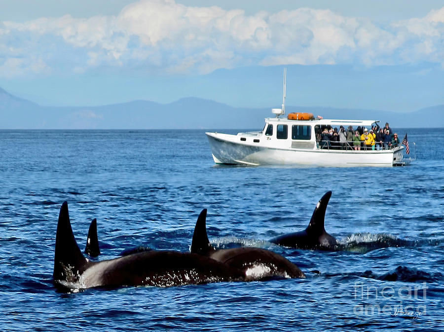 Seattle Whale Watchers Photograph by Jennie Breeze