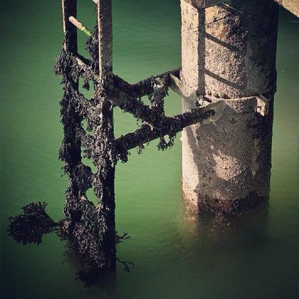 Boat Photograph - Seaweed & Ladder. #portsmouth by Harvey Mills