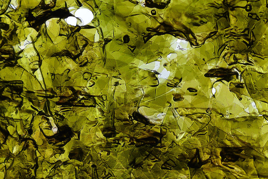 Seaweed 1 Photograph by Dragan Kudjerski