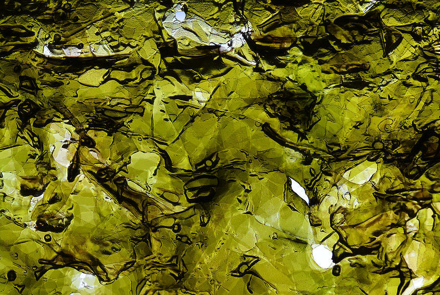 Seaweed 2 Photograph by Dragan Kudjerski