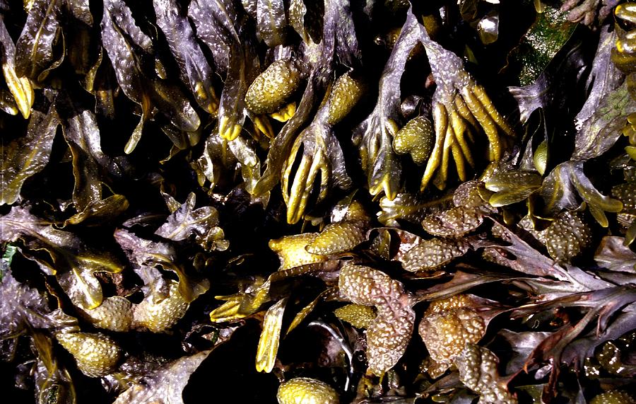 Seaweed 2 Photograph by Ron Harpham