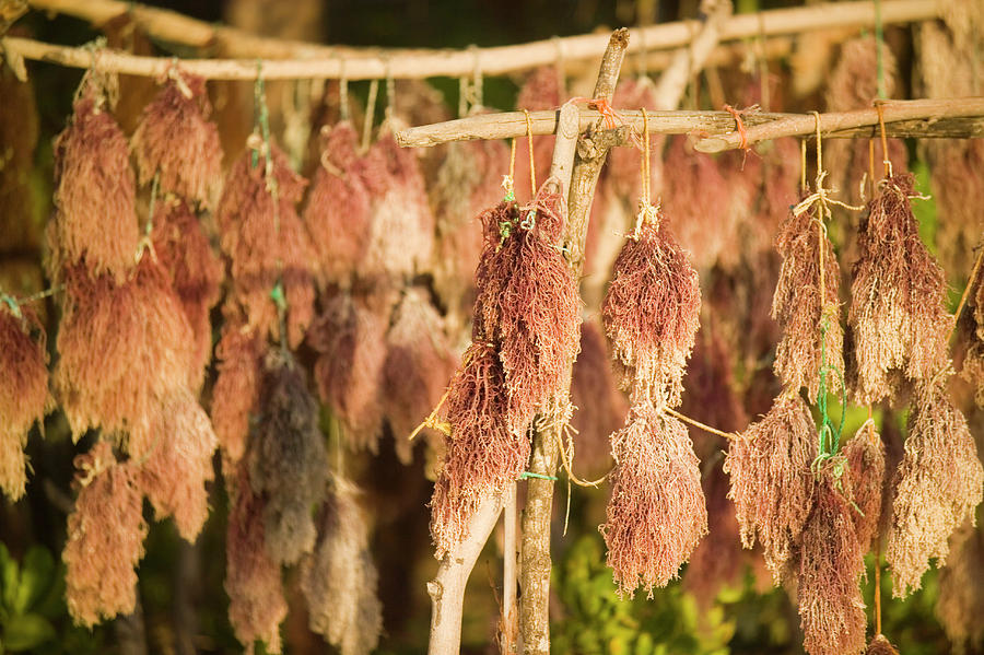Nature Photograph - Seaweed, A Cash Crop, Hangs To Dry by Jonathan Kingston