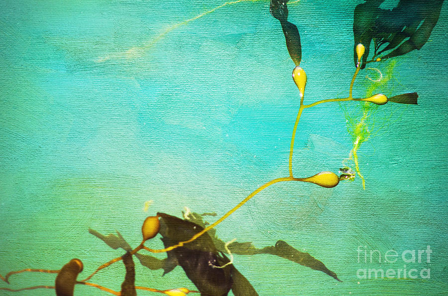 Seaweed Abstract Photograph by Norma Warden
