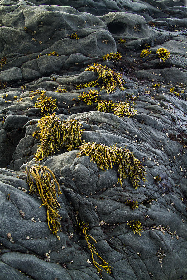 Seaweed and Rocks Photograph by Roger Mullenhour