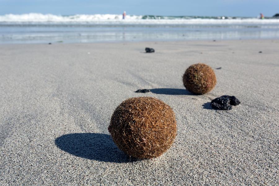 Seaweed Balls On Sandy Beach Photograph by Dr Juerg Alean