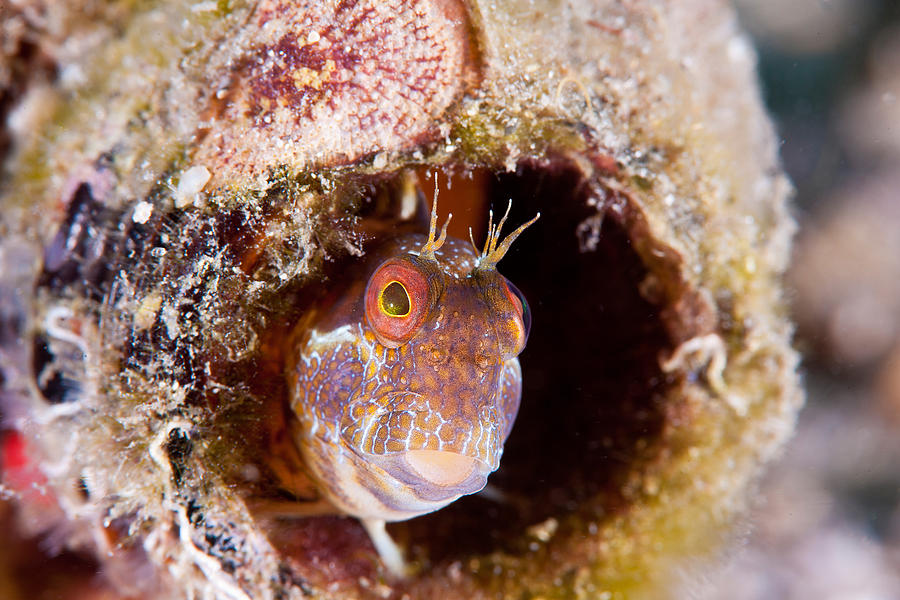 Seaweed Blenny Photograph by Andrew J. Martinez