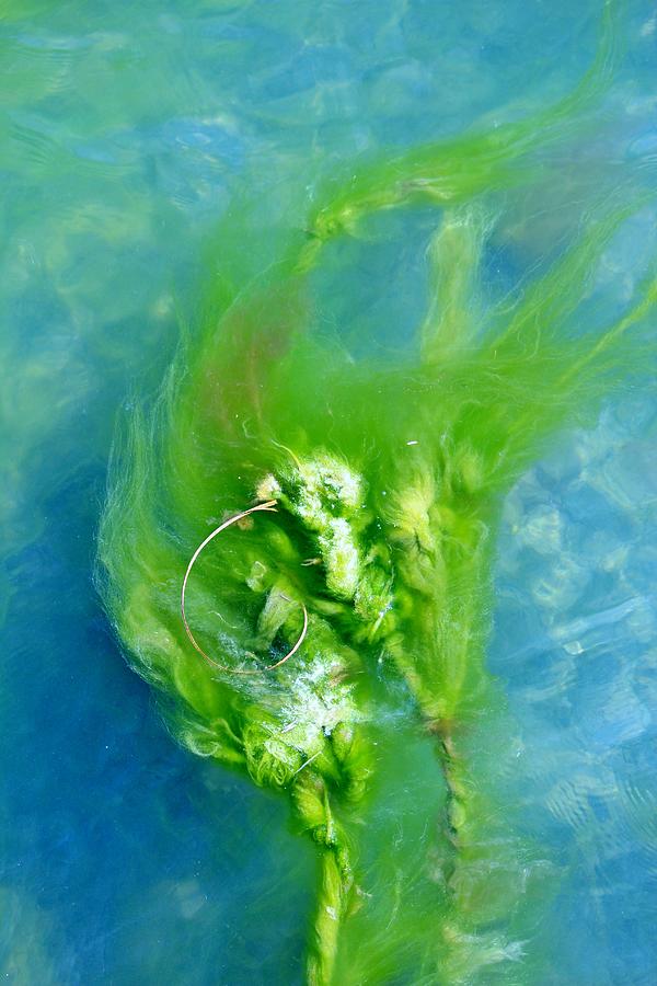 Nature Photograph - Seaweed by Cynthia Guinn