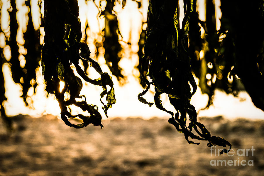 Seaweed Dance Photograph by Dean Harte