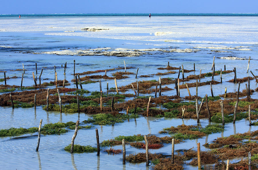 Seaweed Farm On Zanzibar Island Photograph by Aidan Moran