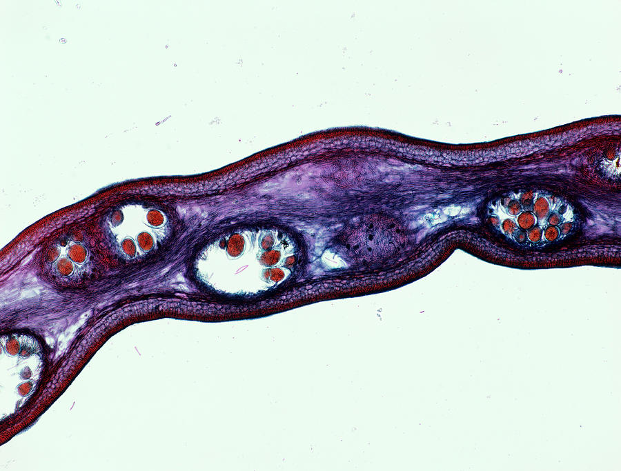 Seaweed Female Sex Cells Photograph By Alfred Pasiekascience Photo