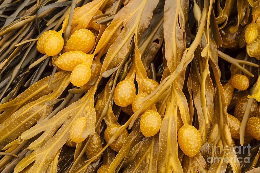 Seaweed Floats Photograph by Scott Kerrigan