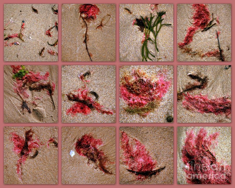 Abstract Photograph - Seaweed Flower Art Collage by Linda Galok