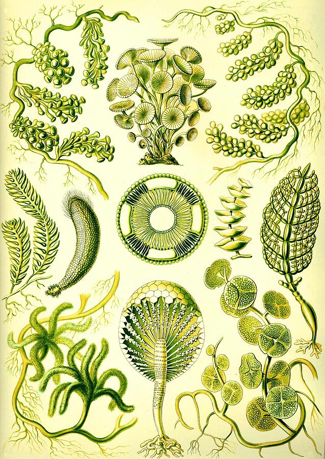 Seaweed Green Algae Chlorophyceae Caulerpa Siphonal Digital Art by Movie Poster Prints