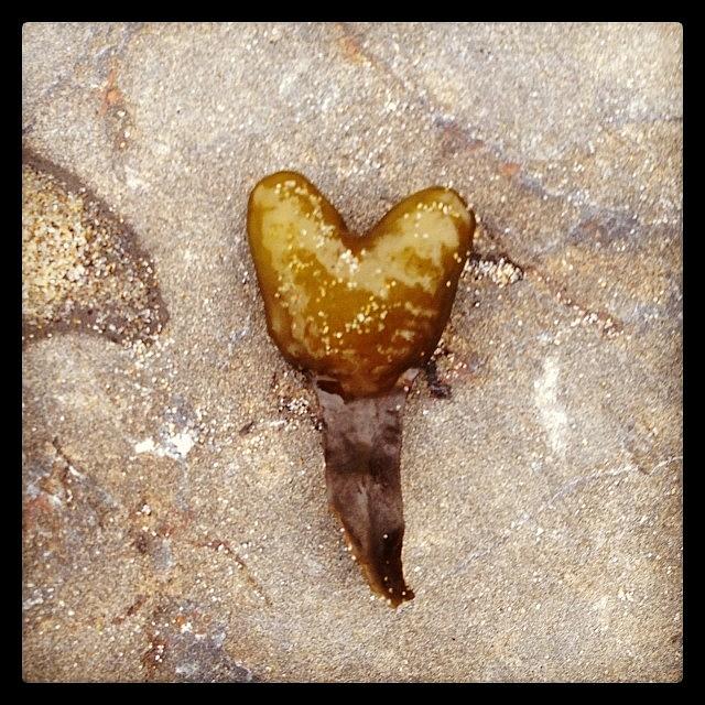 Seaweed Heart Photograph by Burk Jackson