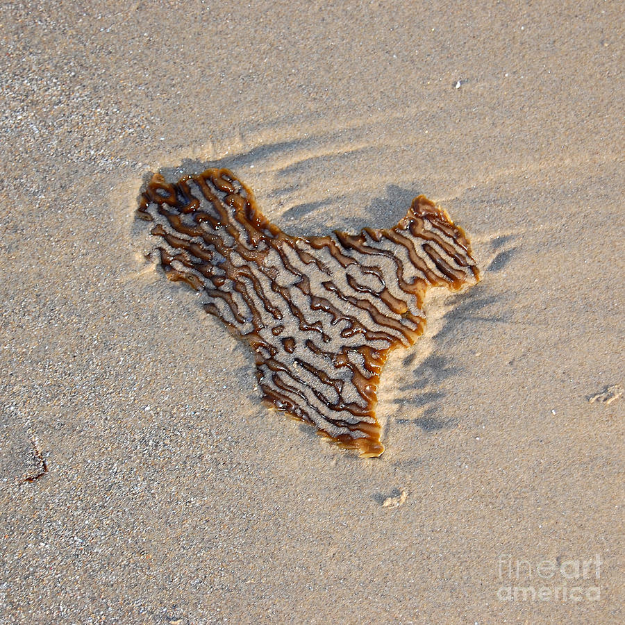 Seaweed Heart Photograph by Debra Thompson