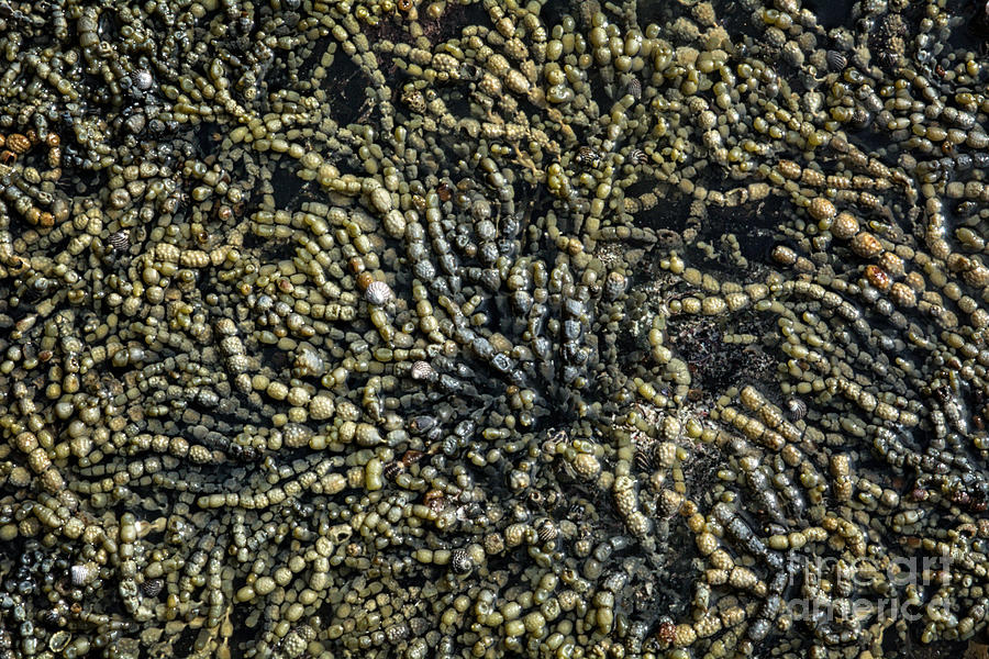 Seaweed in a Rock Pool Bombo A Photograph by Peter Kneen