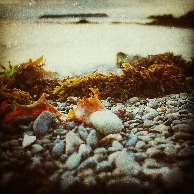 Igers Photograph - Seaweed.  #instatagapp #instagood by Stewart Baird