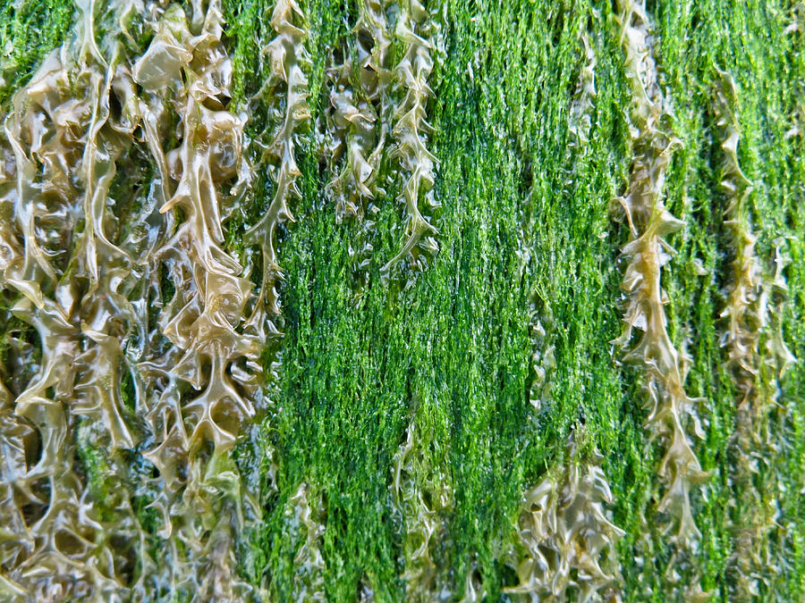 Seaweed Photograph by Joseph Bowman