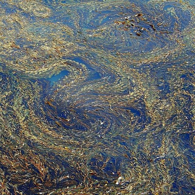 Nature Photograph - #seaweed #kelp #water #ocean #plant by The Texturologist