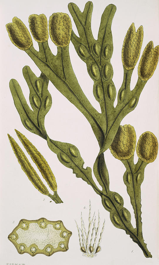 Seaweed Photograph by Natural History Museum, London/science Photo Library