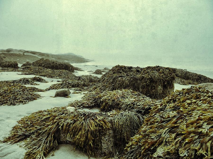 Seaweed Photograph by Olivier Calas