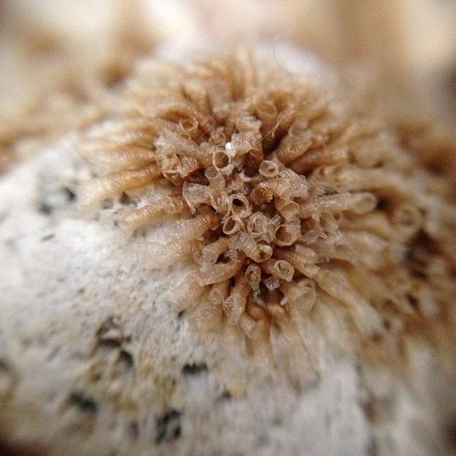 Macro Photograph - Seaweed On Pumice #macro #closeup by Amanda Hunt