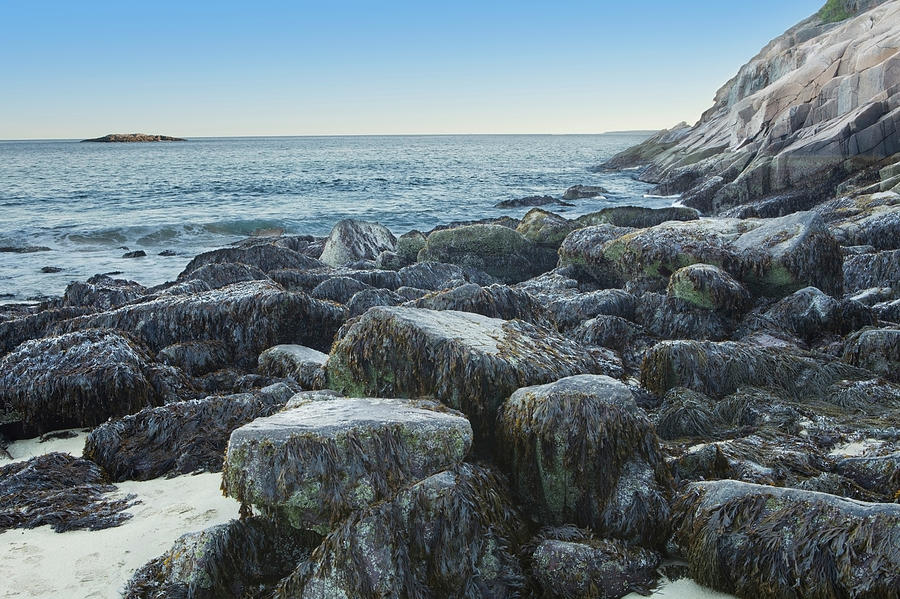 Seaweed On Rocks At The Waters Edge Photograph by Susan Dykstra / Design Pics