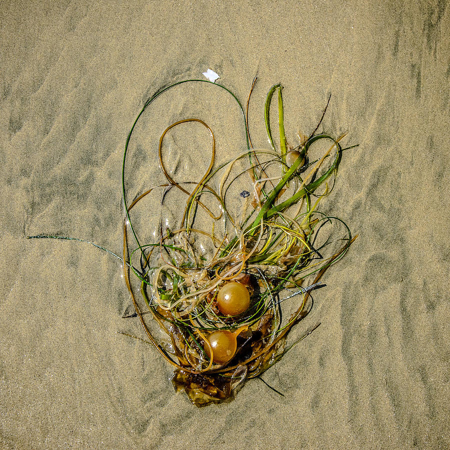Seaweed On Sandy Canvas  Photograph by Roxy Hurtubise
