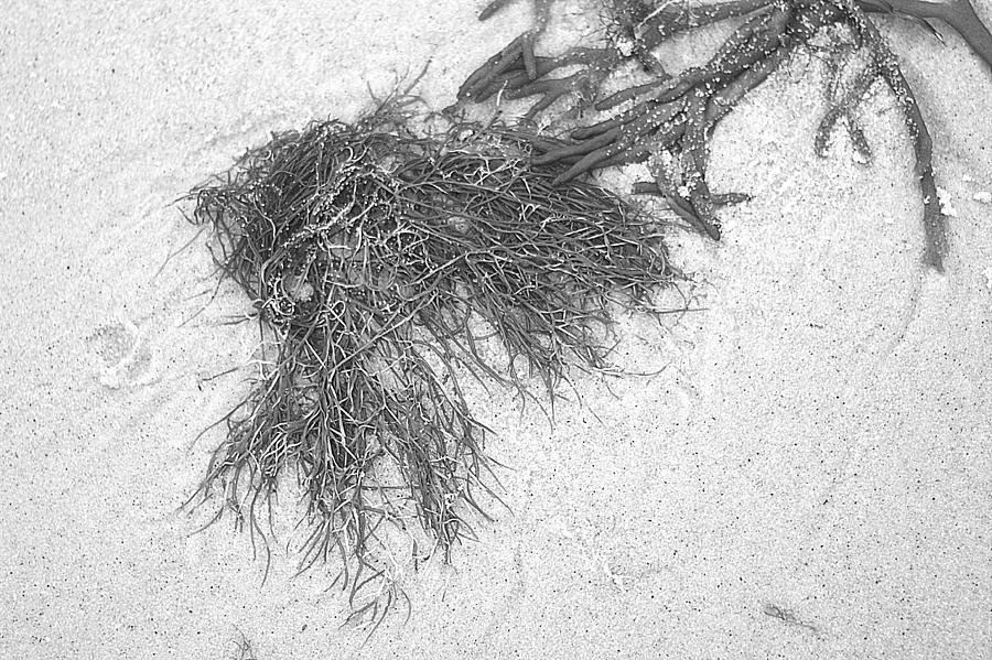 Seaweed On The Beach At Red River MA Photograph by Suzanne Powers