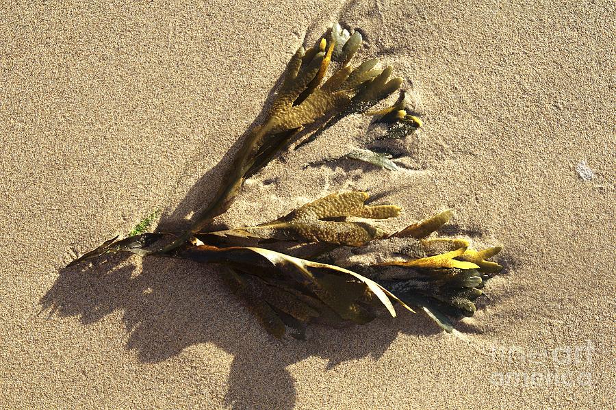 Seaweed on the Beach Photograph by Jeremy Hayden
