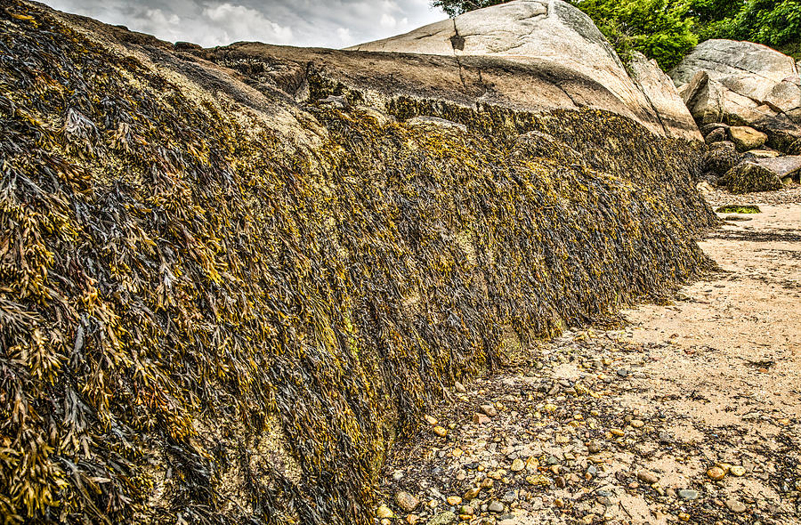 Seaweed on the Rocks at Half Moon Beach Photograph by John Hoey
