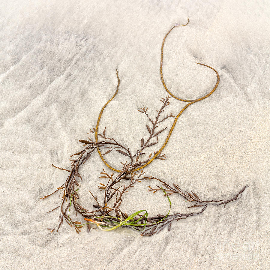 Seaweed Photograph by Richard Burdon