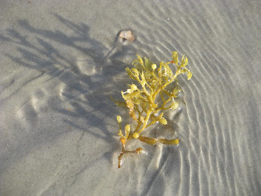 Seaweed Sand Photograph by Ellen Meakin