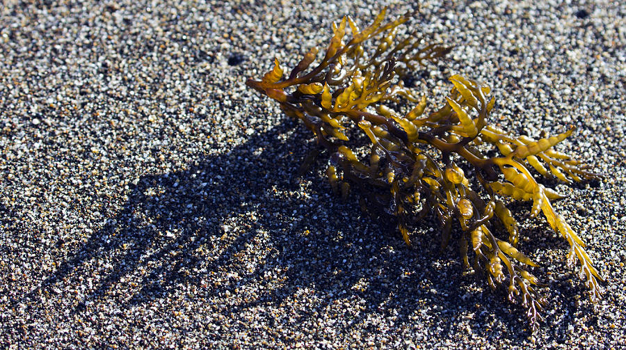 Seaweed Shadow Photograph by Josh Bryant
