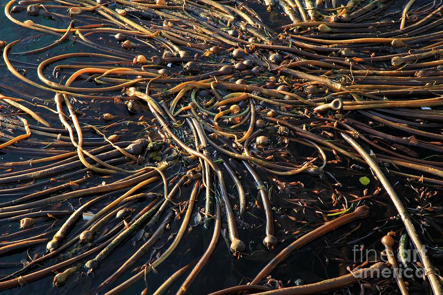 Port Angeles Photograph - Seaweed Swamp by Adam Jewell
