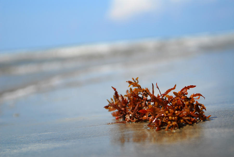 Seaweed Photograph by Tracy Smith Seaweed Photograph by Tracy Smith