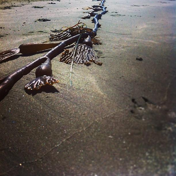 Seaweed! #truegeorgiaink Photograph by Georgia Pressley