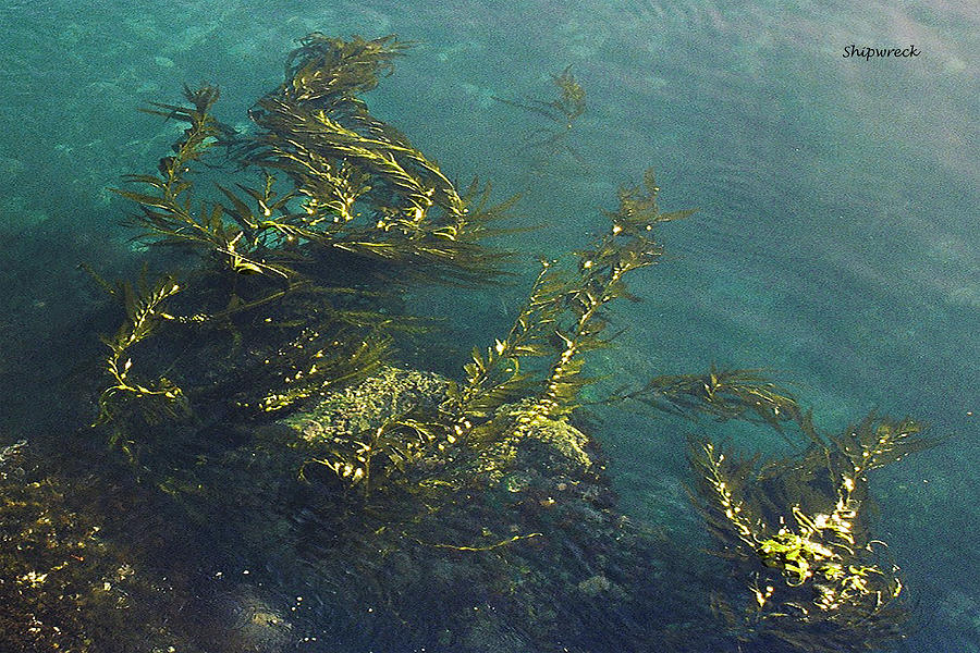 Seaweed Up Close Photograph