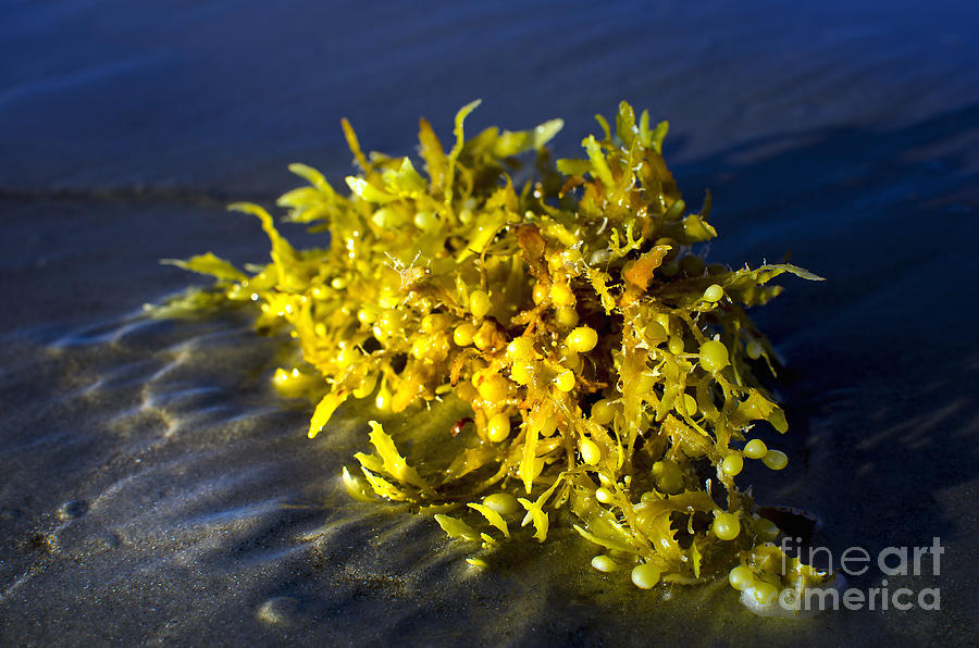SeaWeed Yellow Photograph by Jerry Hart