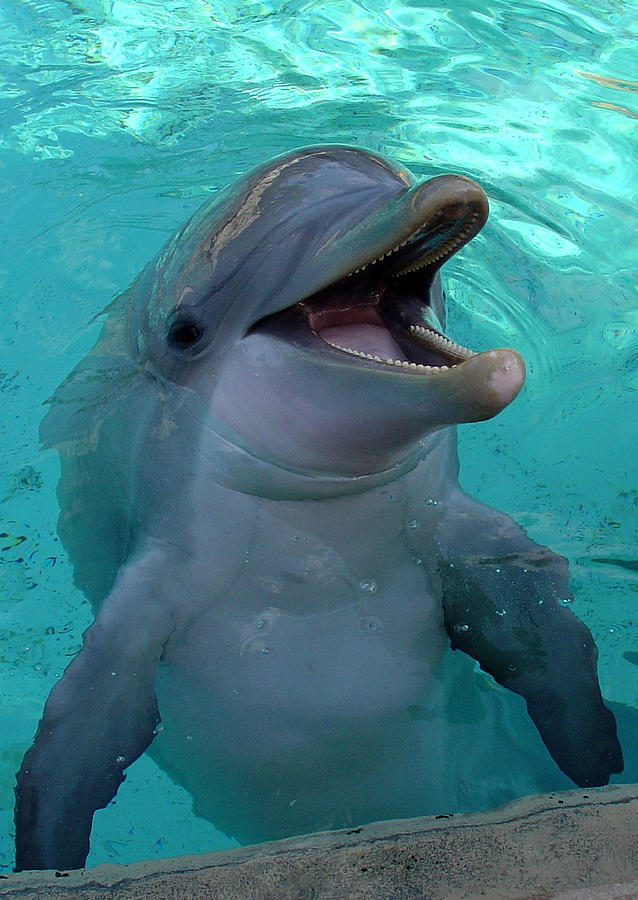 SeaWorld Dolphin Photograph by David Nicholls