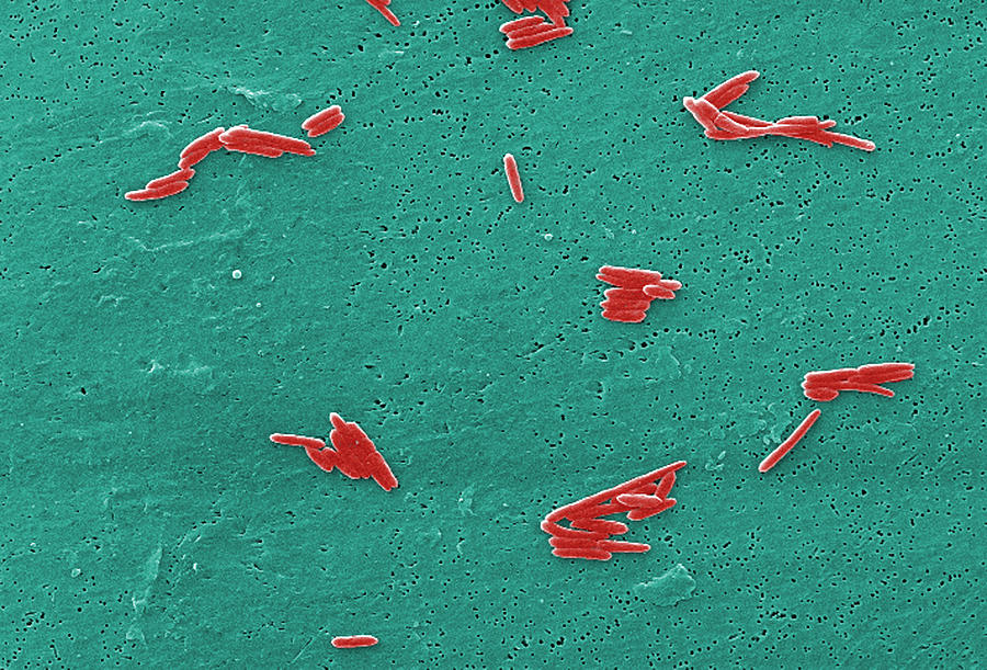 Sebaldella Termitidis Bacteria Photograph by Science Source