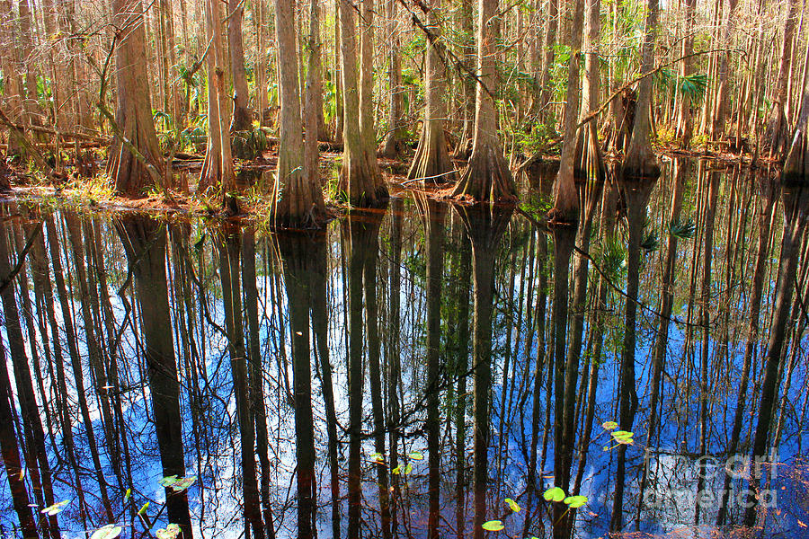 Sebring Cypress Swamp Reflection Photograph by Carol Groenen