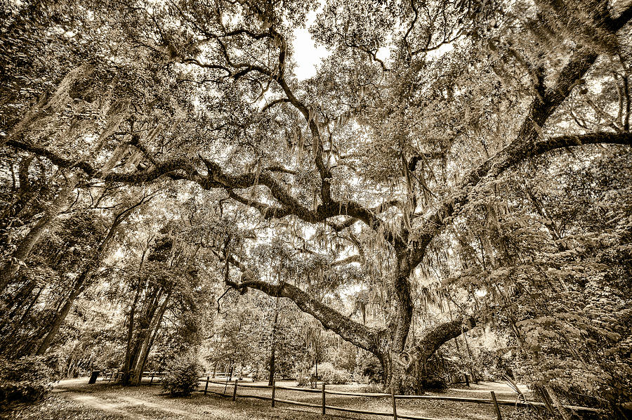 Live Photograph - Secession Oak by Bill LITTELL