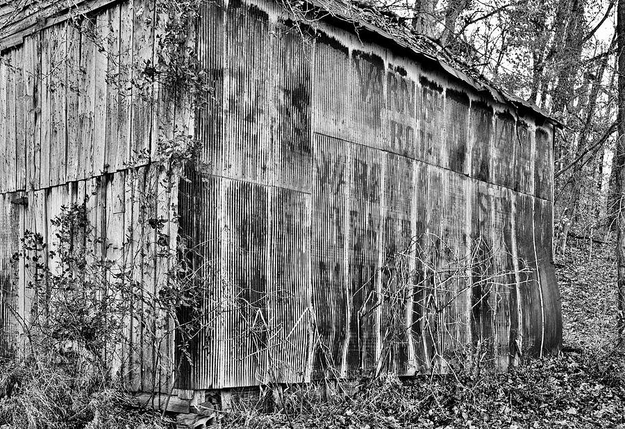 Tree Photograph - Secluded barn 2013 b/w by Greg Jackson